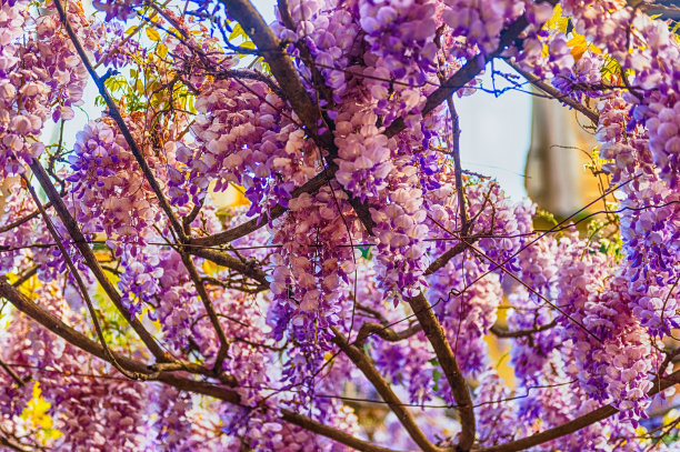 美丽的紫藤花在春天图片下载