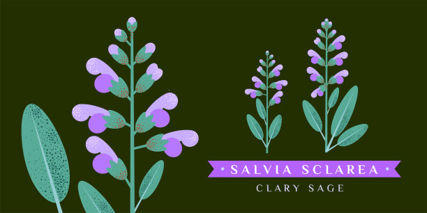 鼠尾草矢量图。孤立的花和叶。茶叶，有机化妆品，医药，芳香疗法的详细植物素描图片下载