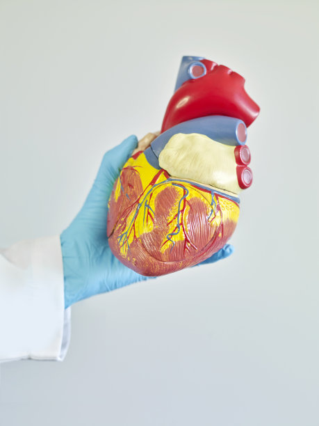 医生拿着一颗人的心脏图片下载