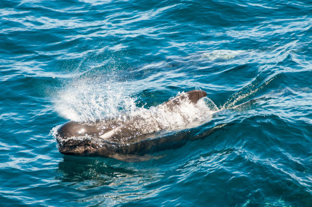 长鳍领航鲸图片下载