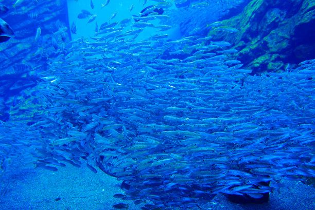 与江豚一起潜水，日本宫城图片下载