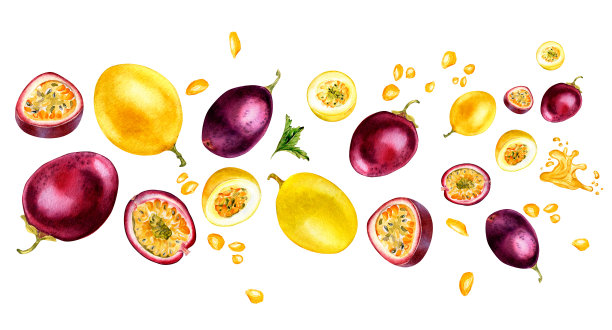 各种百香果横幅，白色上留下孤立的水彩插图。图片下载