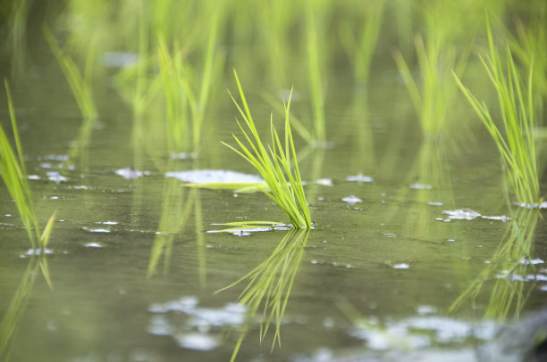水稻种植图片下载