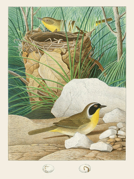 美丽的巢和鸟插图。马里兰黄喉病图片下载