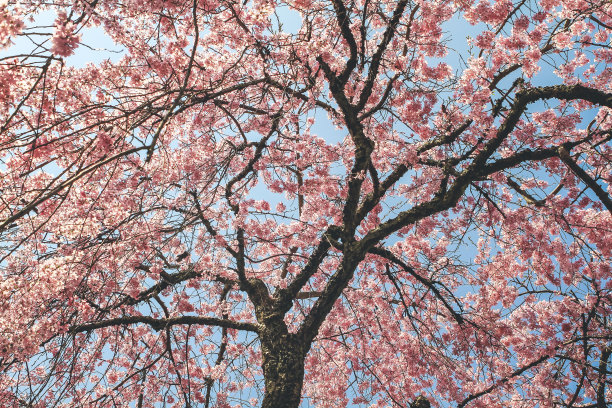 天龙寺樱花盛开图片下载