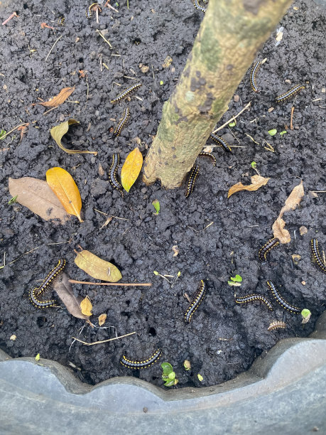 花盆里的毛毛虫图片下载