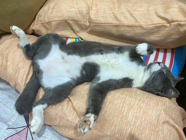 家猫趴着，肚子朝上。图片下载