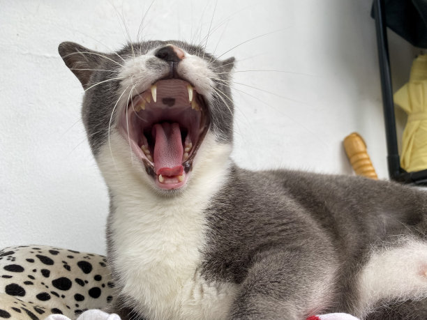 家猫露出尖牙。图片下载
