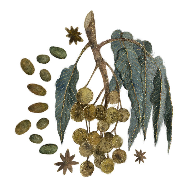 桂圆枝有果实，水彩，孤立物图片下载