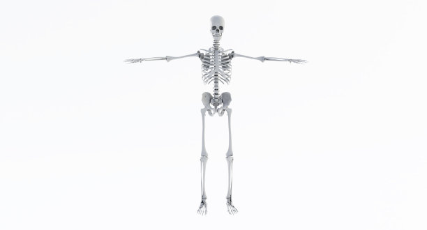 全身人类头骨孤立在白色背景上，骨骼系统图片下载