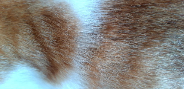 猫的皮毛图片下载