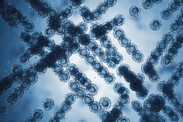 假丝酵母细胞。显微镜幻灯片图片下载