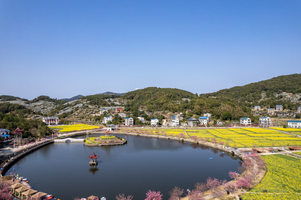 鸟瞰湖边的樱花树和油菜花田图片下载