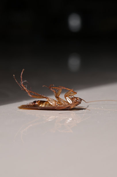 蟑螂倒立在地板上图片下载