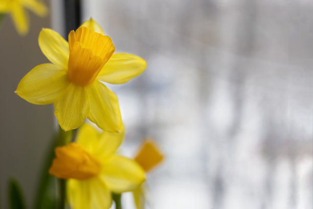 春天的气息唤醒了大自然。窗外的黄色水仙花，雪还没有融化。初春花开。特写镜头。本空间图片下载