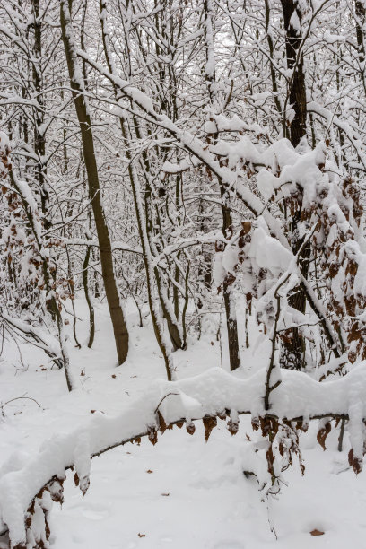 在一个寒冷的冬天，白雪皑皑的树枝上，靠近。自然背景。选择性植物背景。高质量照片图片下载