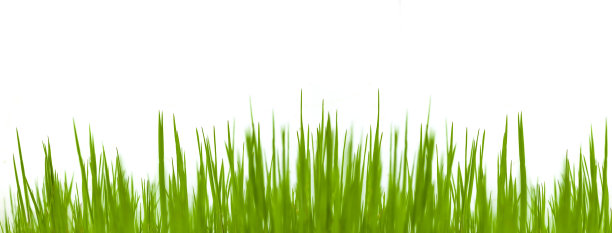 绿色的草叶孤立的白色背景作为特写图片下载