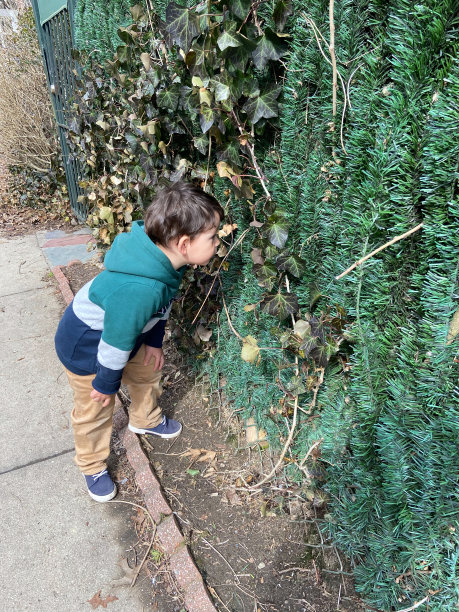 蹒跚学步的孩子站在花园篱笆旁图片下载