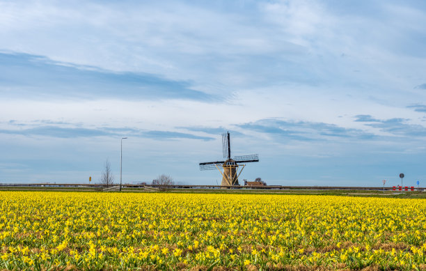 荷兰花卉景观与水仙花和风车图片下载