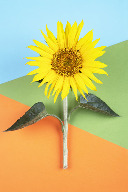 彩色背景上的向日葵图片下载