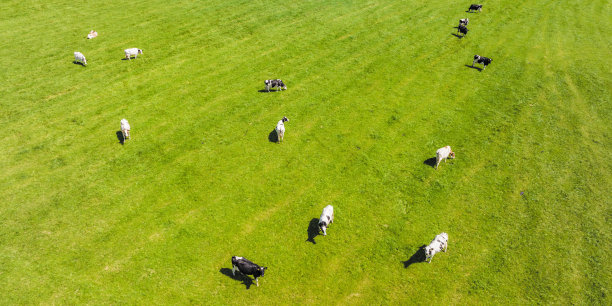 从上面看，春天绿色牧场上的奶牛图片下载