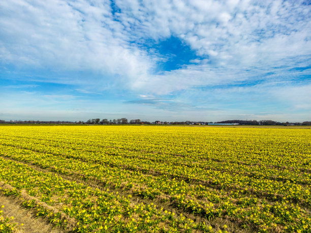荷兰水仙花景观。图片下载