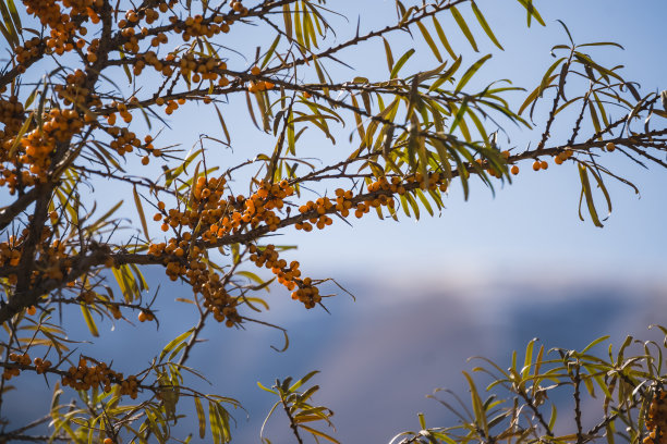 沙棘枝叶桔黄色成熟的果实在秋季的山区食用，沙棘在阳光明媚的11月可在山区食用图片下载
