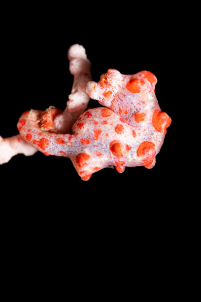 在黑色背景下，红白相间的侏儒海马紧紧抓住一只蛇发海扇图片下载