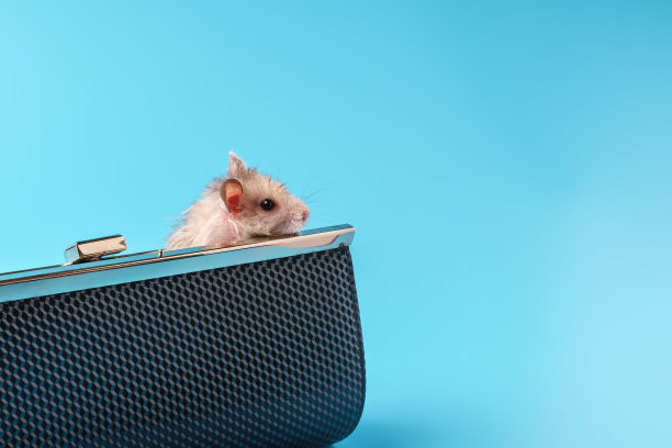 仓鼠从女人手拿包探出在蓝色背景上图片下载