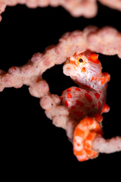 红色和白色的侏儒海马在黑色背景下的蛇发海扇图片下载