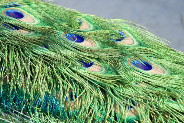 阳光下的孔雀尾羽特写图片下载