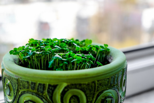 在室内种植有机幼苗。绿色陶罐中的微型植物。地球日和新生命。图片下载