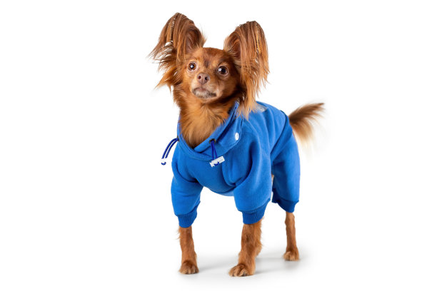可爱的俄罗斯玩具梗在蓝色时尚的衣服。狗被隔离在白色背景上。图片下载
