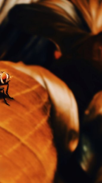 巧克力# 1图片下载