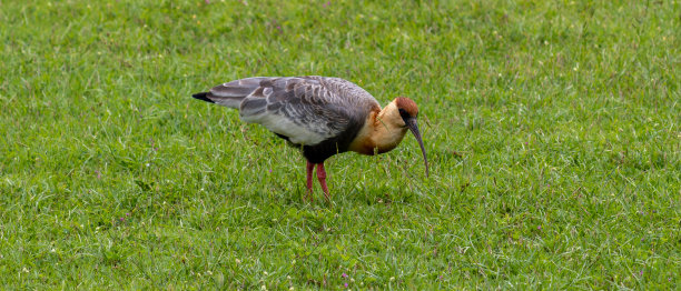 一张美丽的黄颈朱鹭走过草坪的照片。图片下载