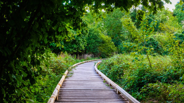 木板路穿过茂密的北欧植被图片下载
