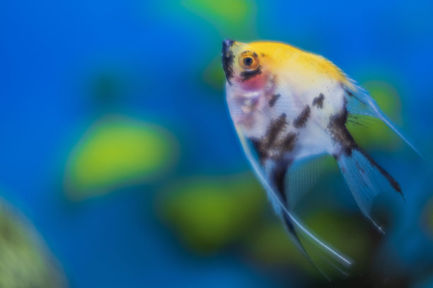 近距离观看水族馆与彩色天使鱼。图片下载