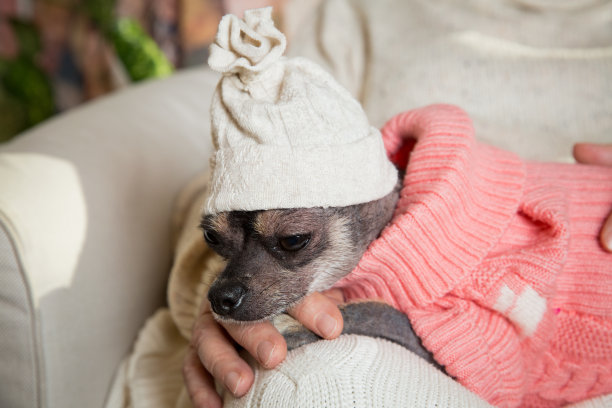 老女人和一只昏昏欲睡的狗的特写手图片下载