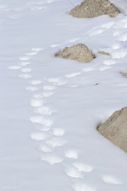 动物足迹穿过雪地的自然图像图片下载