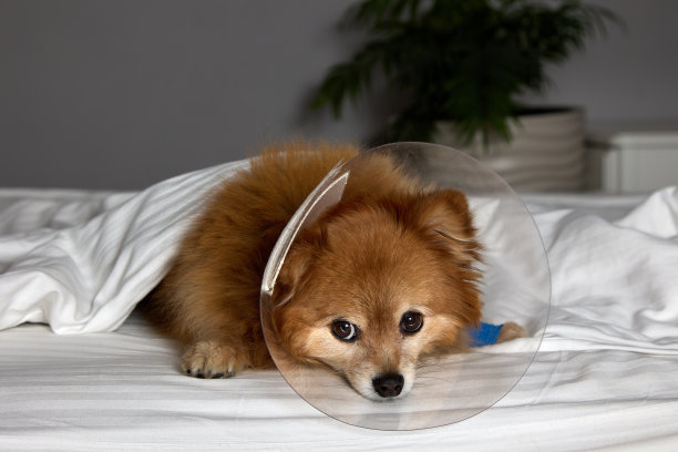 一只悲伤的狗，爪子上缠着绷带，戴着兽医项圈，躺在床上生病了图片下载