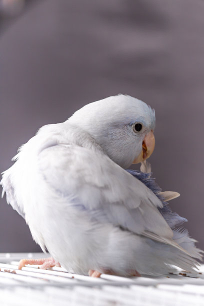 美丽可爱的鹦鹉鸟，异国情调的宠物图片下载