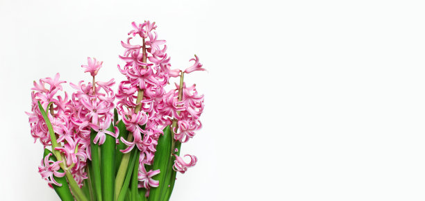 粉红色风信子花图片下载