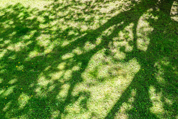 绿色草坪与树影。阳光明媚的春天花园。航拍，俯视图。图片下载