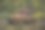 被遗弃烧毁的越野车图片下载