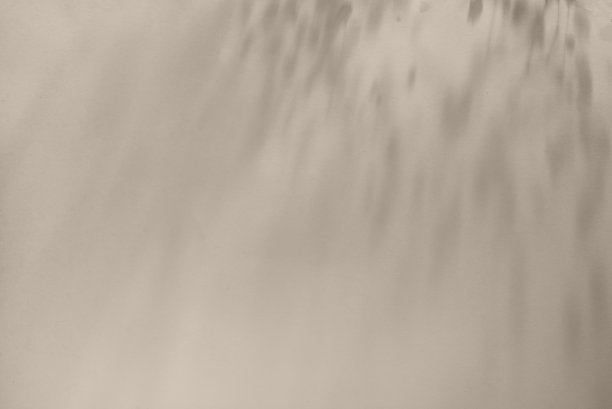 中性米色墙面上抽象的花卉阳光阴影，唯美的极简自然背景，复制空间图片下载