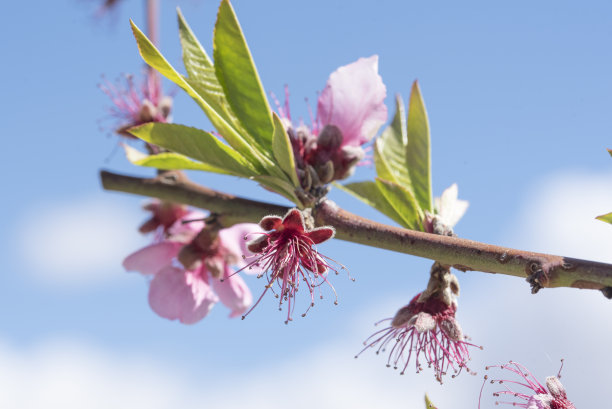 随着春天的到来，地中海南部桃花源遍地开花图片下载