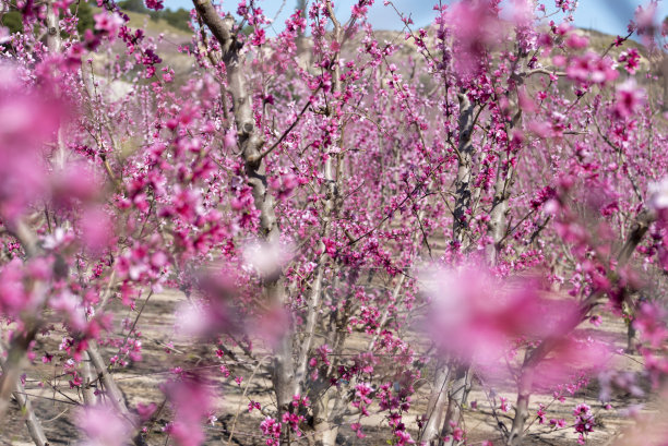 随着春天的到来，地中海南部桃花源遍地开花图片下载