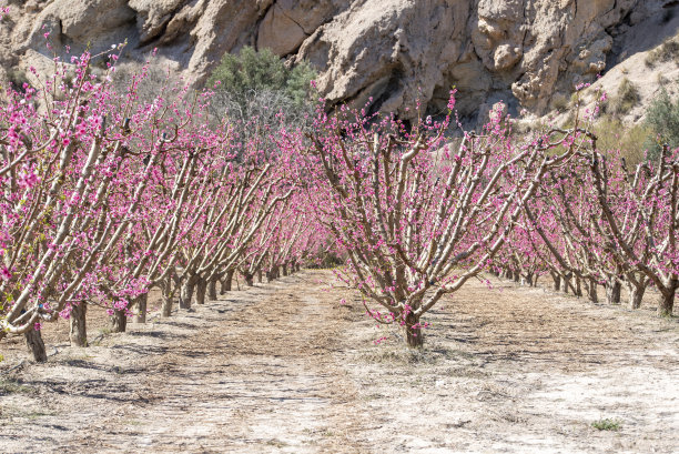 随着春天的到来，地中海南部桃花源遍地开花图片下载