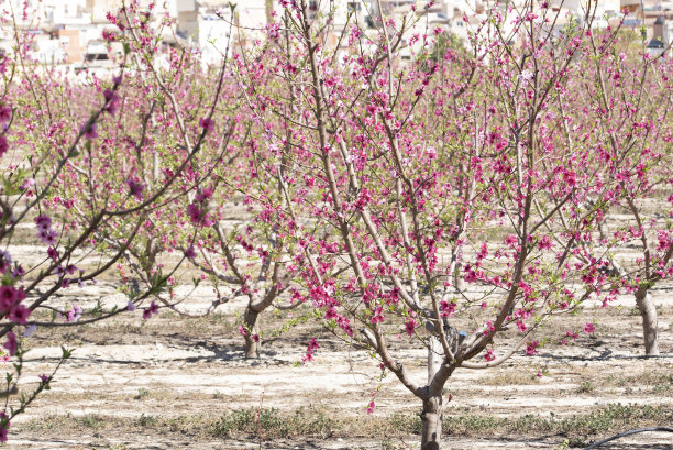 随着春天的到来，地中海南部桃花源遍地开花图片下载