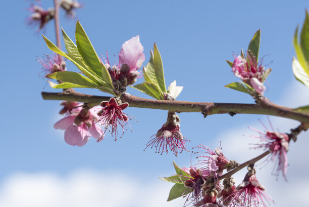 随着春天的到来，地中海南部桃花源遍地开花图片下载